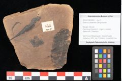 Foto (Objekt + Etikett) von Quercus palaeoilex Ettingshausen (NHMW-GEO-2024-0188-0853)